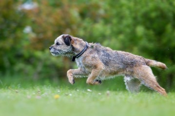 Dog running outdoors in nature